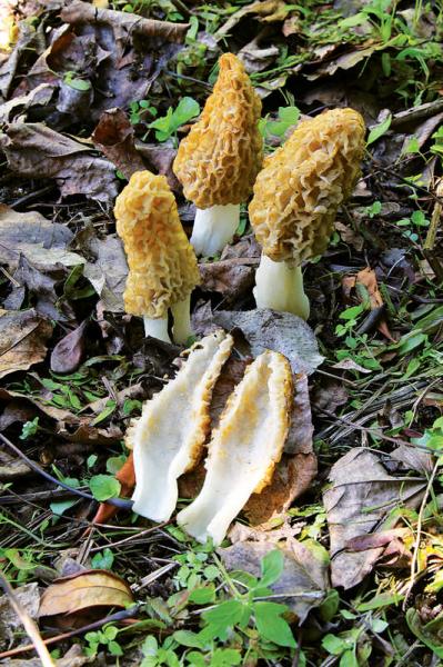 Image for event: Edible Mushroom Hunting for Beginners